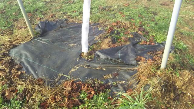 アグリスジャパン 天空のピオーネ農園