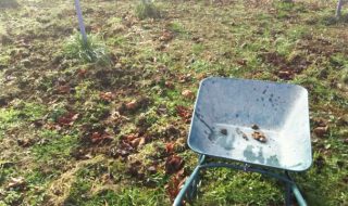 アグリスジャパン天空のピオーネ農園