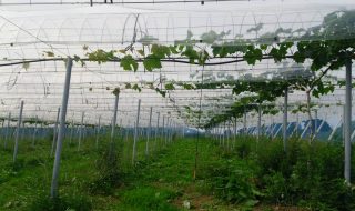 シャインマスカット枝管理