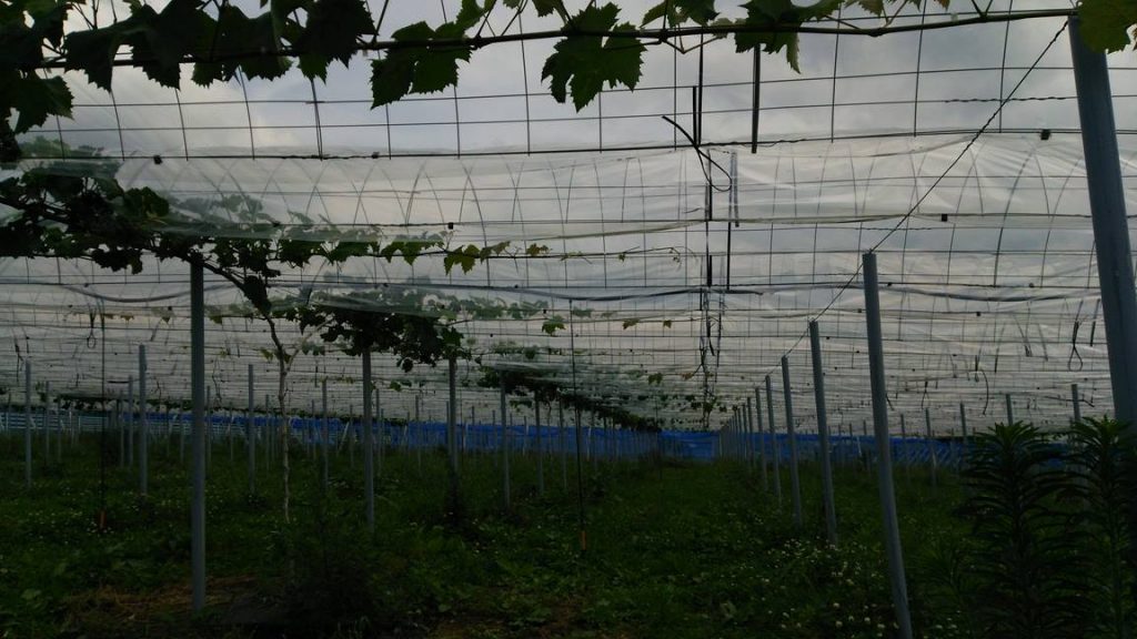 シャインマスカット枝管理