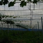 シャインマスカット枝管理