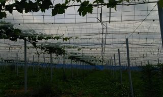 シャインマスカット枝管理