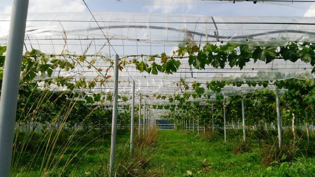 ピオーネ4年目枝管理