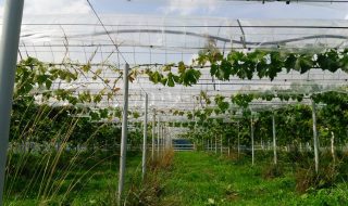 ピオーネ4年目枝管理