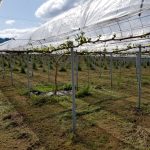 アグリスジャパン天空のピオーネ農園