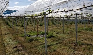 アグリスジャパン天空のピオーネ農園