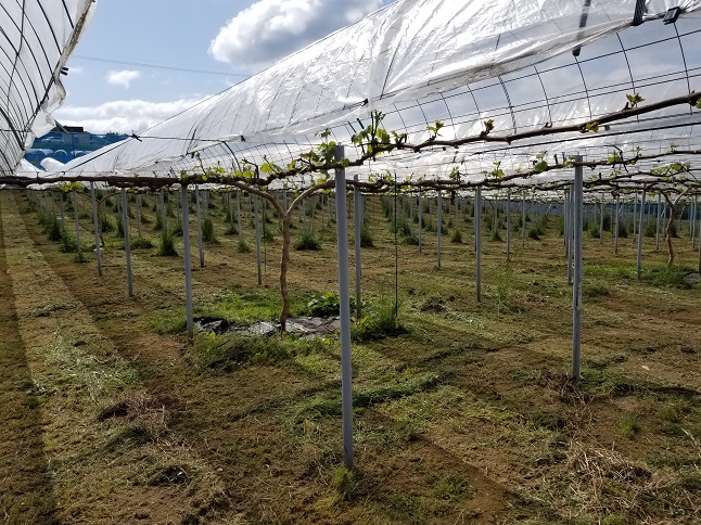 アグリスジャパン天空のピオーネ農園