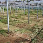 アグリスジャパン天空のピオーネ農園