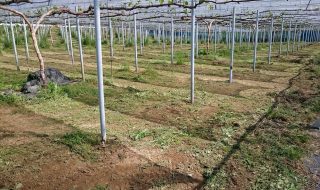 アグリスジャパン天空のピオーネ農園