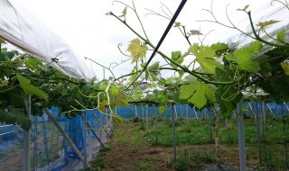 アグリスジャパン天空のピオーネ農園