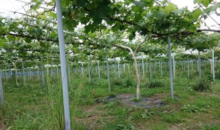 アグリスジャパン天空のピオーネ農園