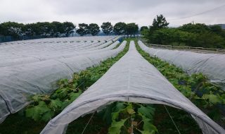 アグリスジャパン天空のピオーネ農園