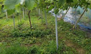 アグリスジャパン天空のピオーネ農園