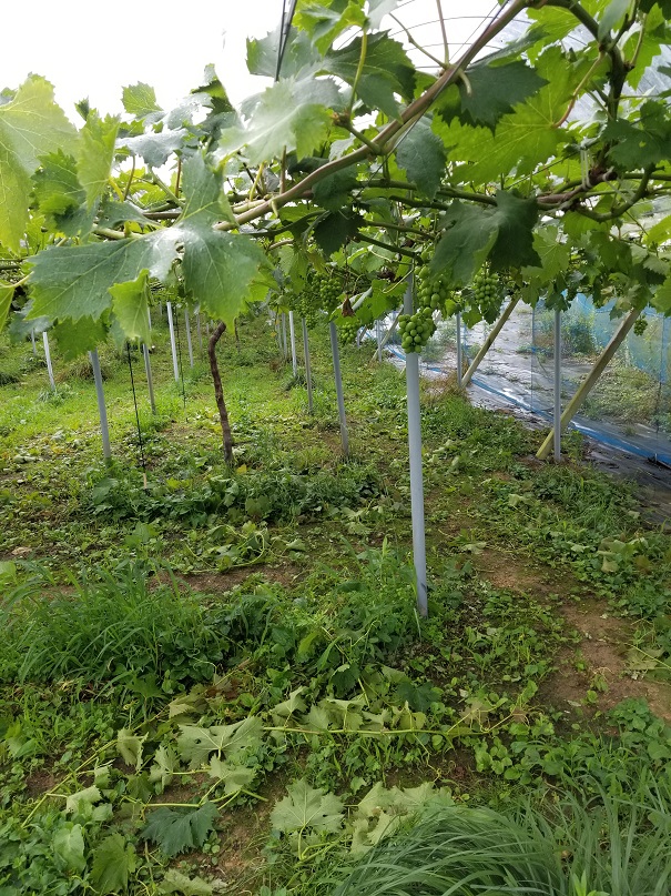 アグリスジャパン天空のピオーネ農園