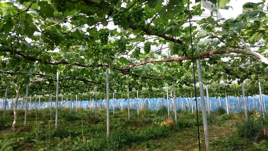 アグリスジャパン天空のピオーネ農園