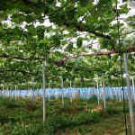 アグリスジャパン天空のピオーネ農園