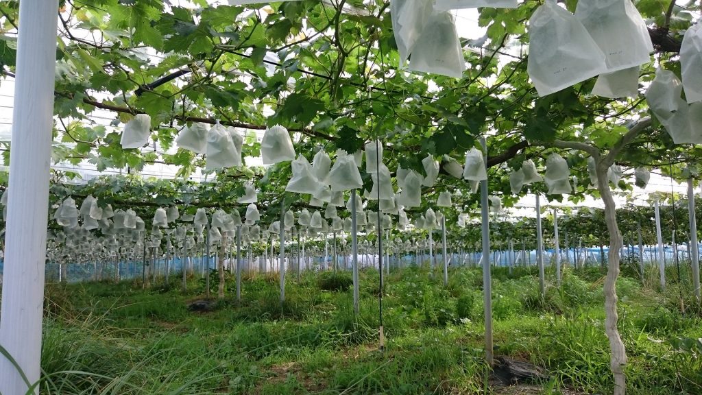 アグリスジャパン天空のピオーネ農園