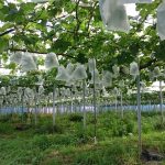 アグリスジャパン天空のピオーネ農園