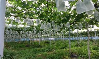 アグリスジャパン天空のピオーネ農園