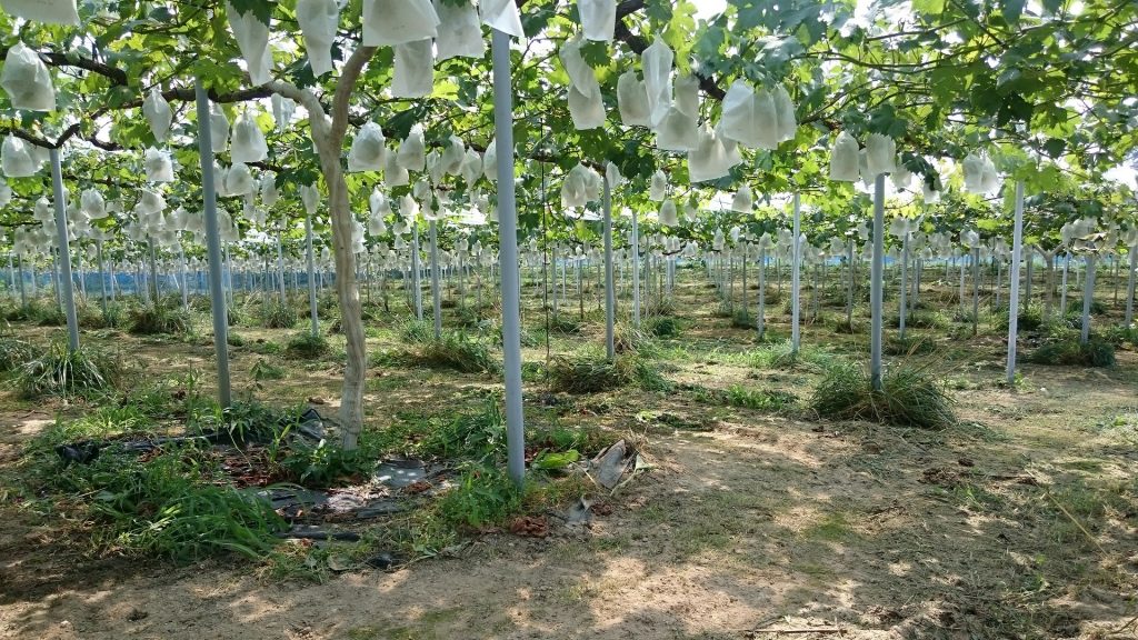 アグリスジャパン天空のピオーネ農園