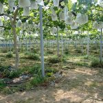 アグリスジャパン天空のピオーネ農園