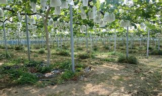 アグリスジャパン天空のピオーネ農園