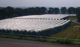 アグリスジャパン天空のピオーネ農園