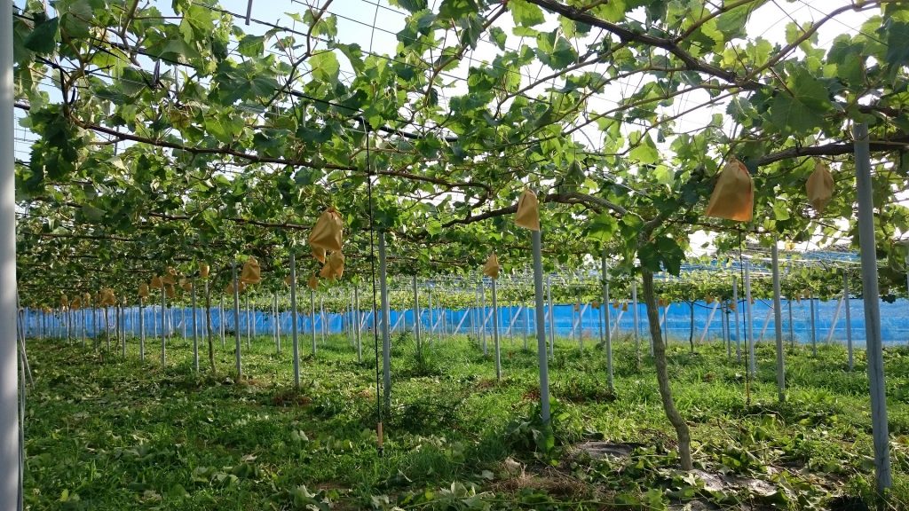 アグリスジャパン天空のピオーネ農園