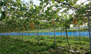 アグリスジャパン天空のピオーネ農園