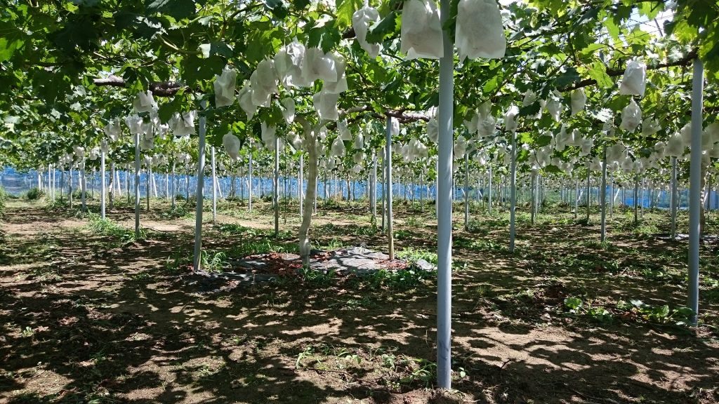 アグリスジャパン天空のピオーネ農園