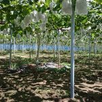 アグリスジャパン天空のピオーネ農園