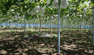 アグリスジャパン天空のピオーネ農園