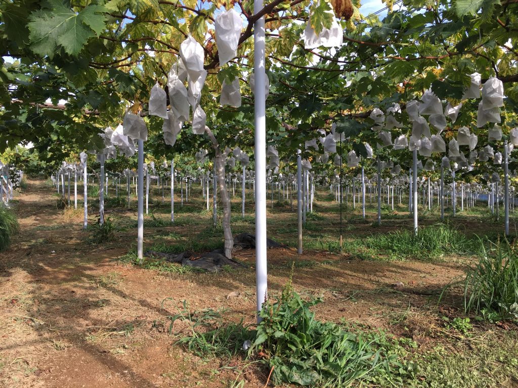 アグリスジャパン天空のピオーネ農園