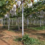 アグリスジャパン天空のピオーネ農園