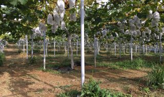 アグリスジャパン天空のピオーネ農園