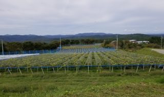 アグリスジャパン天空のピオーネ農園