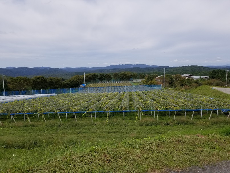 アグリスジャパン天空のピオーネ農園